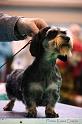 Crufts2011_2 1535